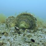 oysters clustered on a reef in shallow coastal water