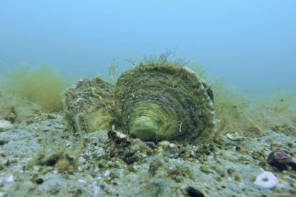 oysters clustered on a reef in shallow coastal water