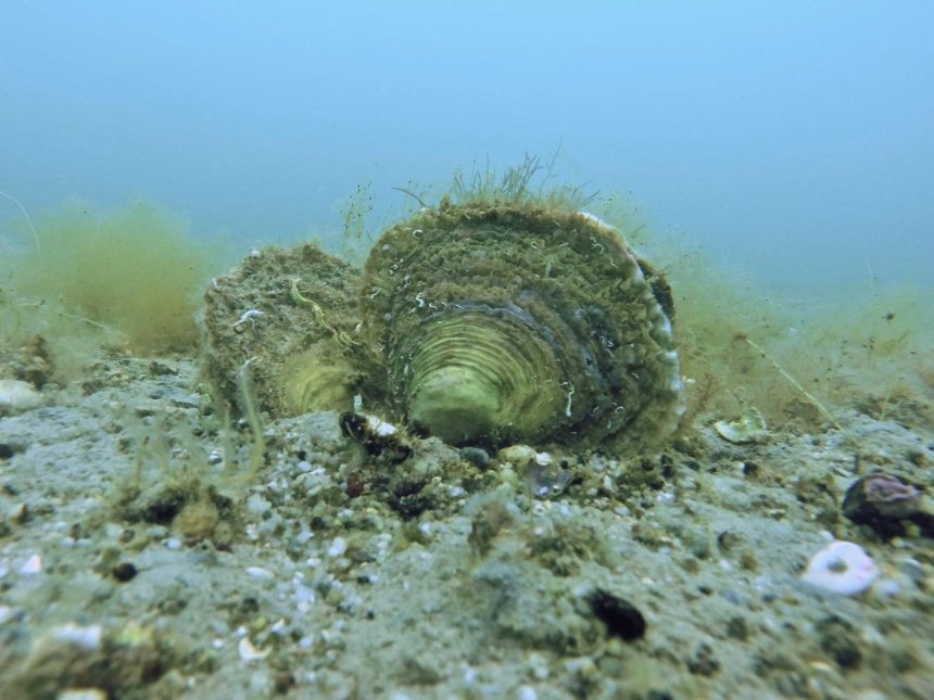 oysters clustered on a reef in shallow coastal water